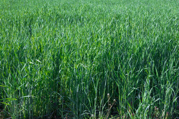 牧草　チモシー


