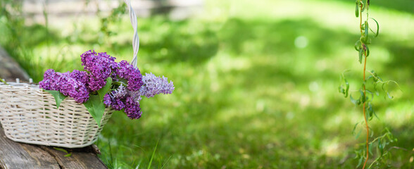 lilac flowers in a basket in green sunny spring garden, banner background