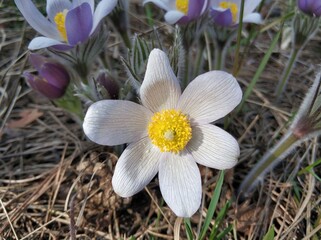 Spring flowers pulsatilla vernalis on a natural background, detailed macro view.