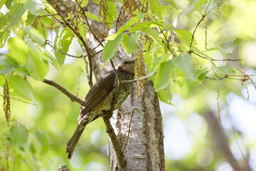 木の実をつつくヒヨドリ