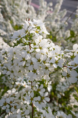 Spring blooming shrub with many white flowers Spirea.