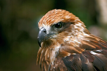 Red tailed hawk ( Buteo jamaicensis )