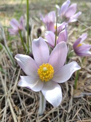 Spring flowers pulsatilla vernalis on a natural background, detailed macro view.