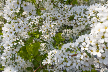 Spring blooming shrub with many white flowers Spirea.