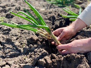 Spring planting of perennial onions in the ground in the garden.