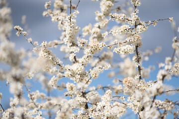 Close Up of Blackthorn Blossom in Spring