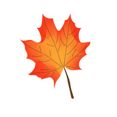 Maple leaf on a white background. Illustration.