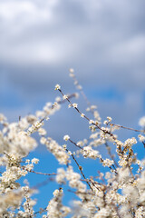 Close Up of Blackthorn Blossom in Spring