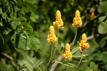 Linda flor amarela de outono no campo.
