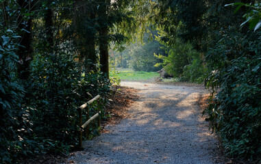 Passage leading to a small sunlit glade in the woods of a natural park