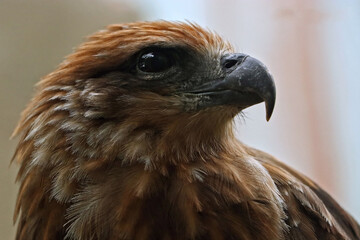 Feather of a Red tailed hawk, selective focus on its feather