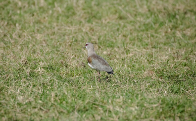 P&aacute;ssaro de campo de futebol