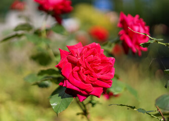 Plan rapproché d'une rose