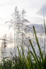 grass and blue sky
