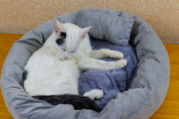White cat lying in his soft cozy cat bed