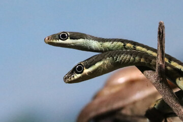 Twin spotted Indian bamboo pit viper, selective focus