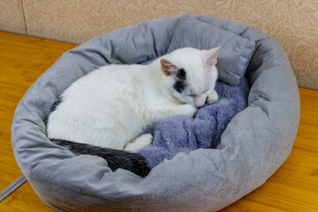 White cat lying in his soft cozy cat bed