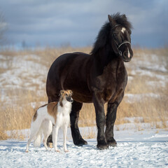 Fototapeta na wymiar russian greyhound and percheron
