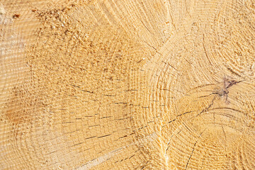 Naklejka premium sawn wood texture