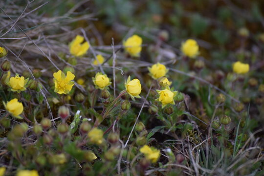 bulbous Buttercup