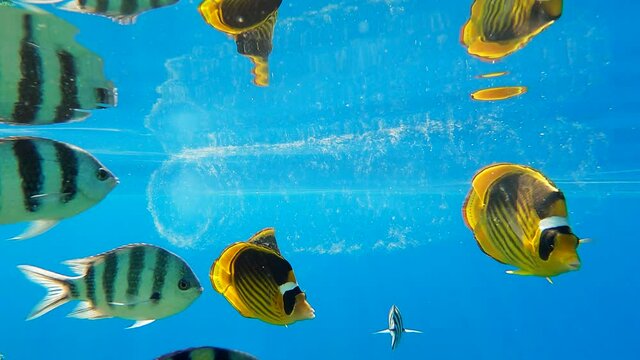 Colonial Pyrosoma Tunicates free-floating with school of fish on blue w1ater in sunrays. Pyrosomes, colony hundreds to thousands individuals called zooids, cloned from one egg and bound together