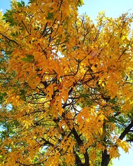 autumn tree in the park