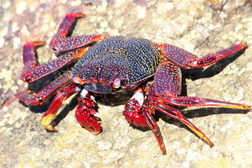 rote_Klippenkrabbe