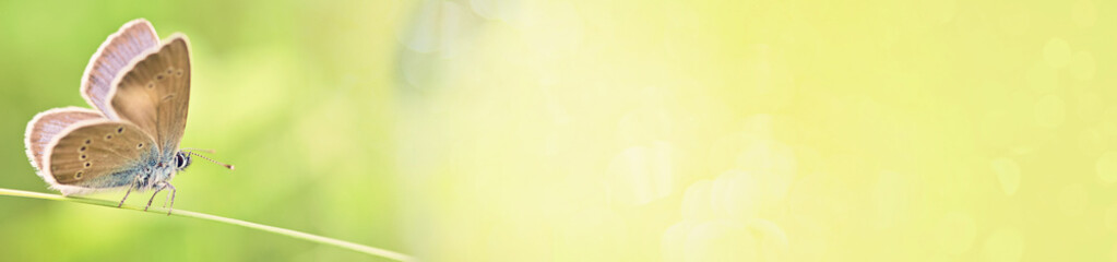 Butterfly on a spring meadow in the sunshine. Abstract spring and summer background banner....