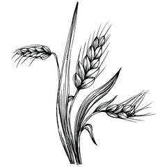 Wheat ears hand drawings. Engraving vintage illustration symbol of protection and safety. Antique vintage engraving illustration for logo