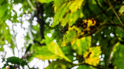 Black spider