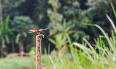 dragonfly on the grass