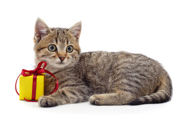 Gray kitten with a gift.