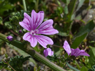 Obraz premium Gros plan d'une fleur rose au bord d'un chemin par une soirée ensoleillée