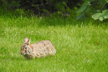  A rabbit living on Whidbey Island, in the Pacific Northwest, Washington State.