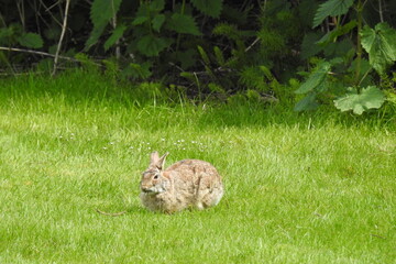  A rabbit living on Whidbey Island, in the Pacific Northwest, Washington State. © Scenic Corner