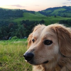 Fototapeta premium golden retriever dog