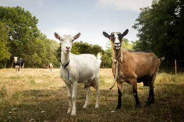 Two goats standing on the pasture, and looking into the front being on the farm	