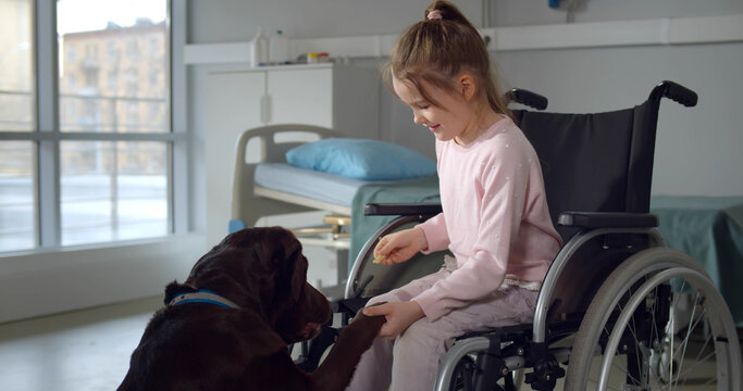 Little girl in wheelchair playing with labrador dog in hospital ward