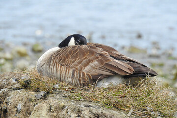 Canada goose nesting on the shores of Whidbey Island in the Pacific Northwest, Washington State.