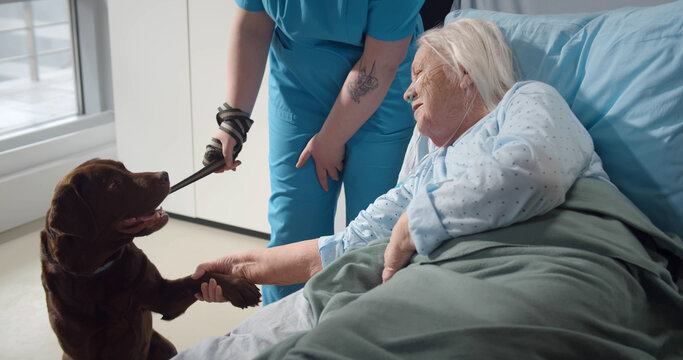Nurse holding on leash cute dog visiting old lady in hospital room