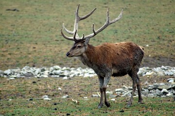 Naklejka na ściany i meble cerf