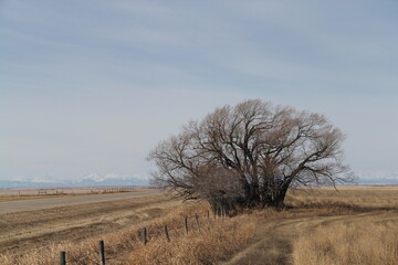 Fototapeta premium Tree Wave to the Mountains