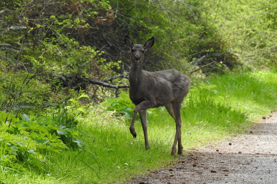 A Columbian black-tailed deer living on Whidbey Island, in the Pacific Northwest, Washington State.