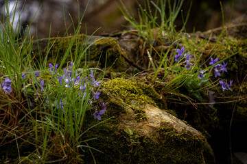 Blaue Blumen im Wald neben Moos