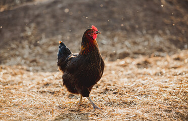Free range chicken on a traditional organic poultry farm.