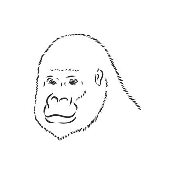Gorilla portrait. Detailed hand drawn style. Isolated on white background