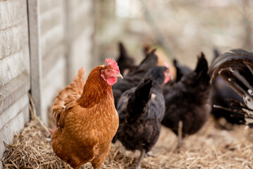 Free range chicken on a traditional organic poultry farm.