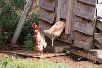 Chickens entering a rustic chicken coop © Glyn
