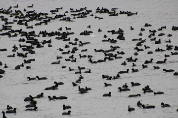 Duck migration