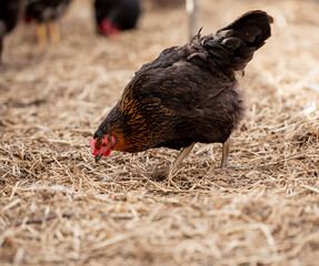 Free range chicken on a traditional organic poultry farm.